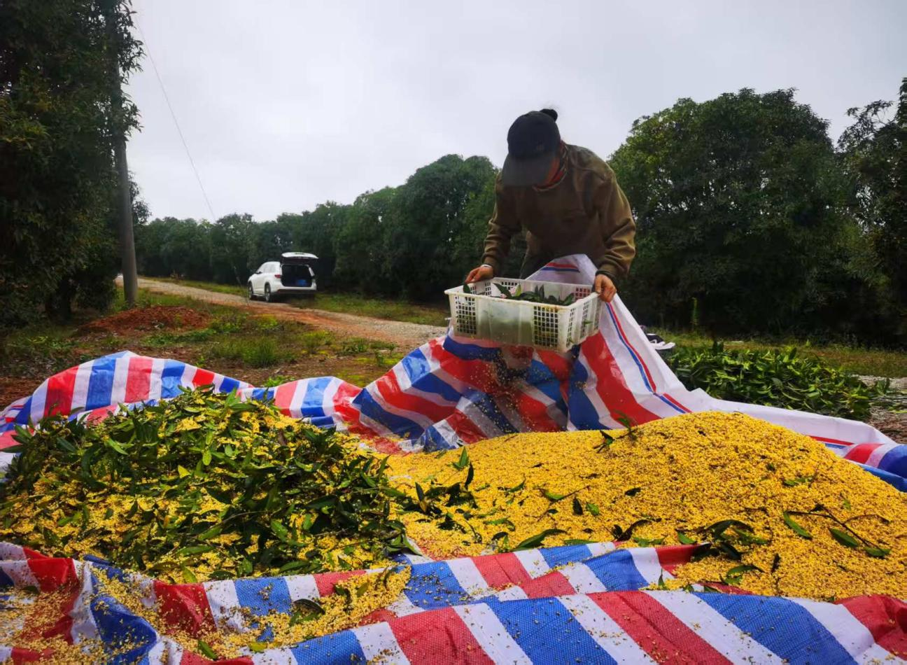 金秋咸寧桂花香  “鏈”起產(chǎn)業(yè)新篇章2.png