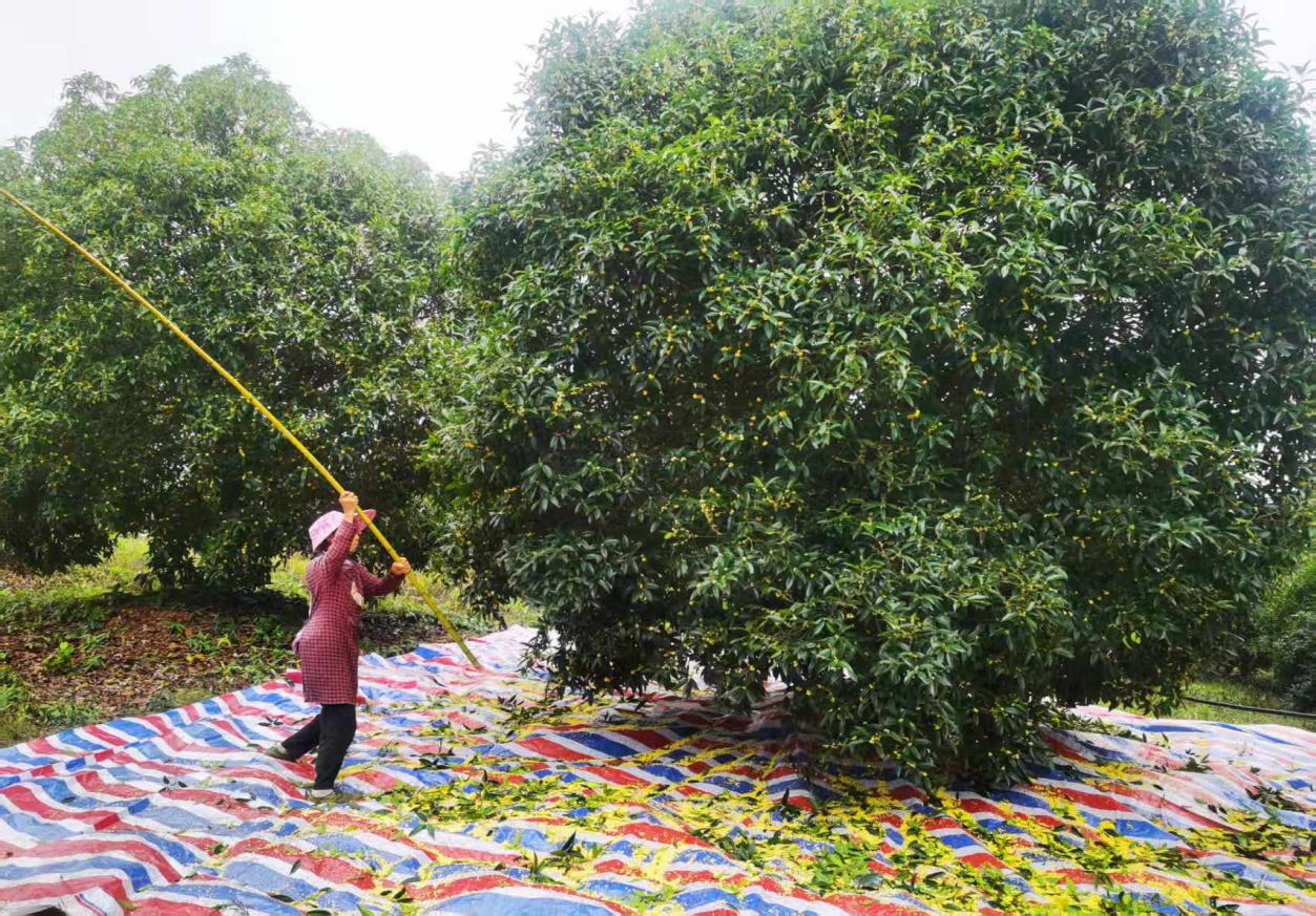 金秋咸寧桂花香  “鏈”起產(chǎn)業(yè)新篇章3.png